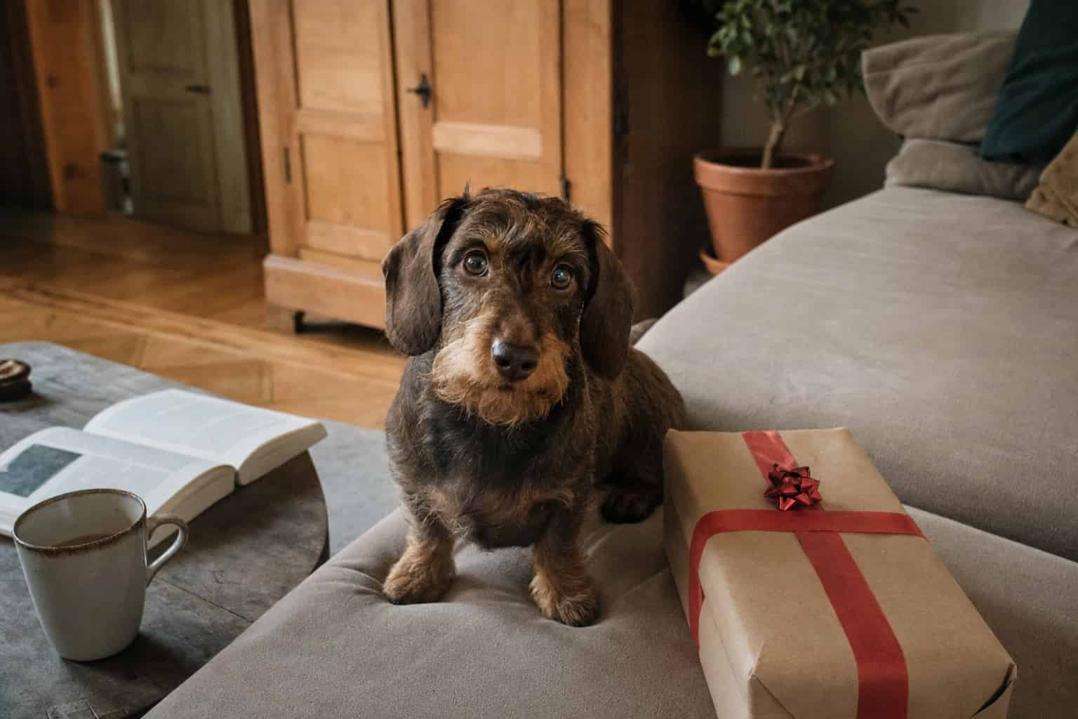 Rauhaardackel neben einem verpackten Geschenk auf dem Sofa